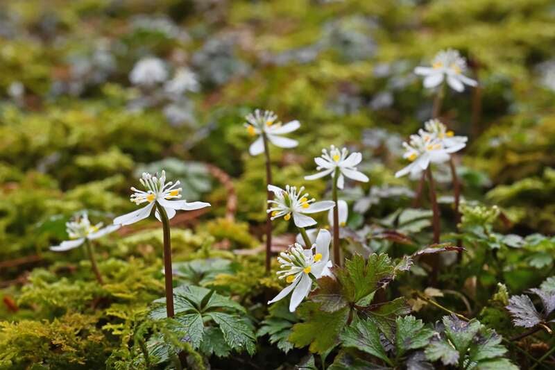 【愛媛県内発】 桑田山に咲く雪割桜と早春の花咲く牧野公園 日帰り3