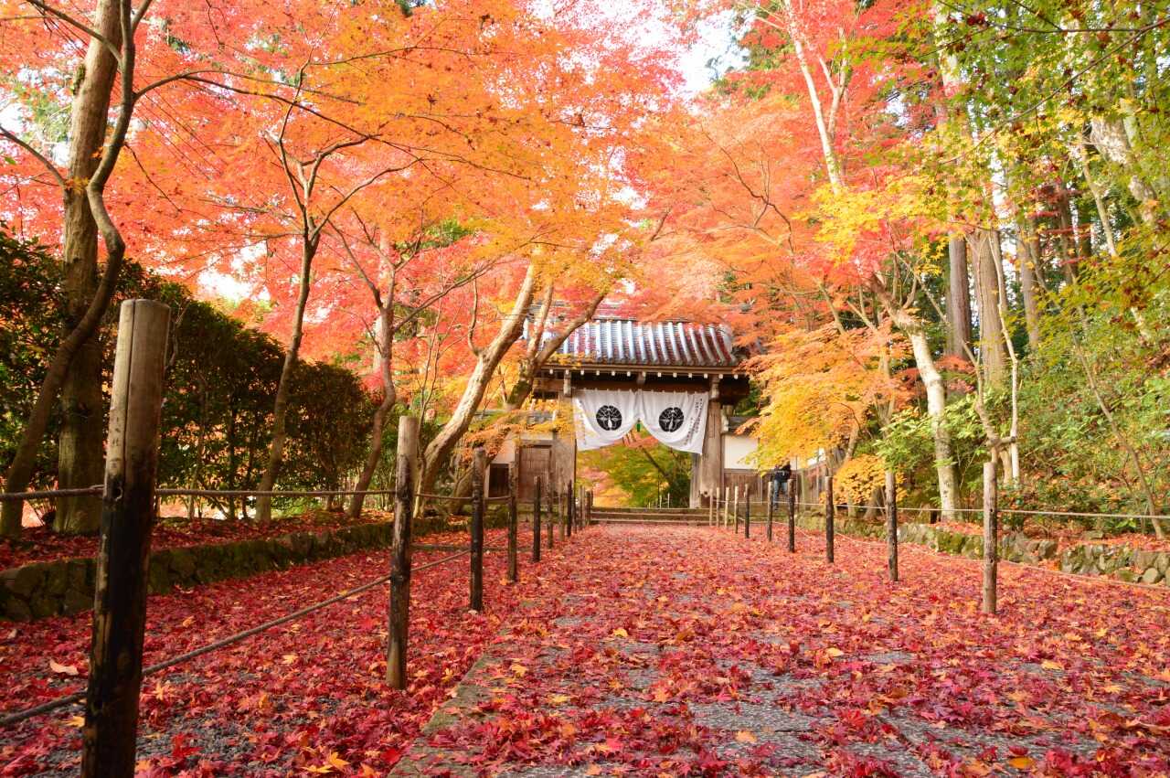 【長崎空港発】 ～京都・丹後・丹波～　紅葉メドレー３日間1