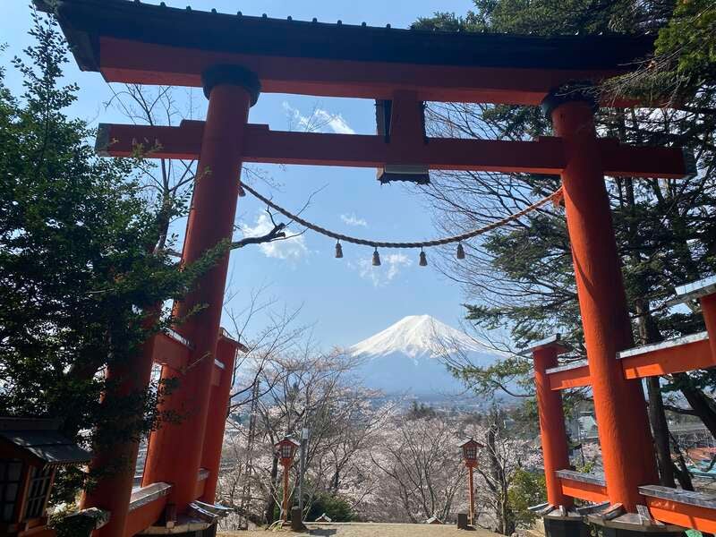 【神奈川県内・町田発】 絶景かな！富士山と桜の競演！約650本「新倉山浅間公園」 春うらら♪桜・チューリップ・菜の花も！ 口コミで大人気！クロワッサン詰め放題　日帰り2