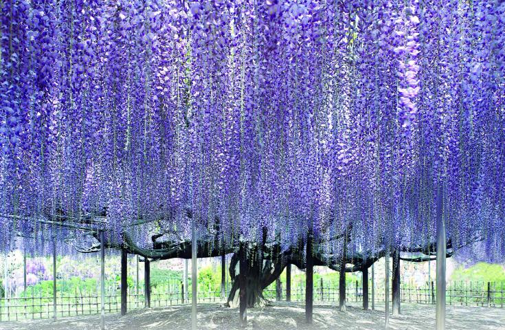 [横浜発]≪VIPダブル花三昧≫一面、青の絨毯！ひたち海浜公園で絶景「ネモフィラ」鑑賞&あしかがフラワーパークでふじのはな物語「大藤まつり」鑑賞2