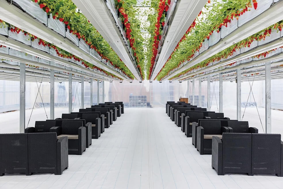 ＜兵庫＞春の丹波 白毫寺（びゃくごうじ）九尺藤ご観賞と宙に浮かぶいちご狩り体験【明石・西神中央・緑が丘出発】2