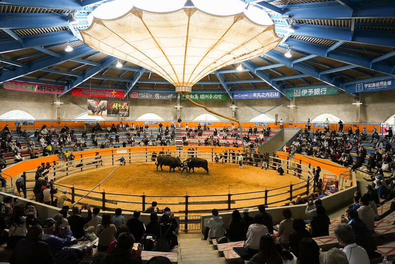 【愛媛県内発】 伊予灘ものがたり大洲編と宇和島定期闘牛大会五月場所 日帰り1