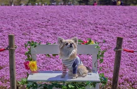 【愛犬同伴プラン】(5/7)☆わんちゃんOK☆『富士芝桜まつり』散策＆チューリップやネモフィラ等季節の花々鑑賞♪ヨーロピアンなカフェレストランでハンバーグセットを堪能の日帰りvipわんツアー！