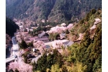 【岡崎発】＊日帰り昼食付＊桜の饗宴　『しだれ桜の身延山久遠寺と駿河湾桜えび御膳』2