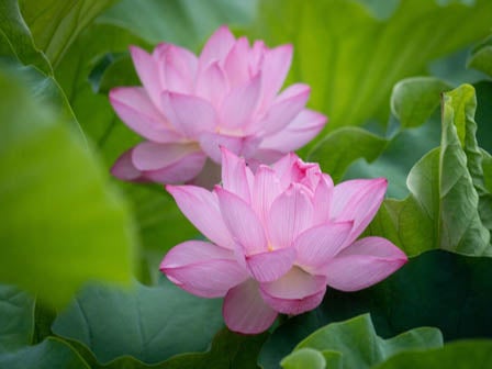 中部バス旅　初夏を感じる、永源寺をご参拝！3