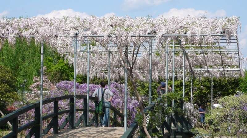 【千葉県内※銚子・茂原発着ルートを除く発】 国産網目メロン１玉付！ 世界に誇る藤の楽園「あしかがフラワーパーク」と 碧の楽園「国営ひたち海浜公園のネモフィラ」3