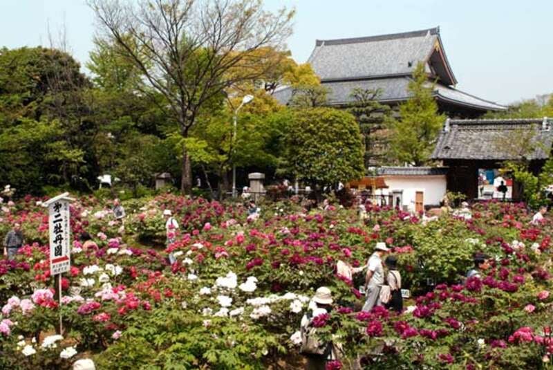 【群馬県内発】 ホテル最上階本格和食ビュッフェと根津神社のツツジ・亀戸天神社の藤・西新井大師のボタン お江戸花３景めぐり 日帰り3
