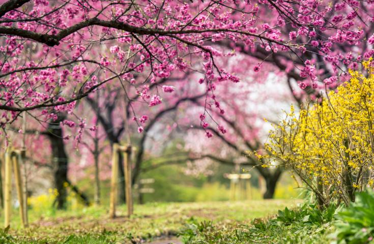 【新宿発】3/21出発限定！<特選神戸牛すき焼き丼orカレー付>桃源郷に輝く光の祭典!?「第50回 古河桃まつり」＆旬のいちご狩り＆佐野プレミアムアウトレットでお買い物！春を満喫バスツアー1