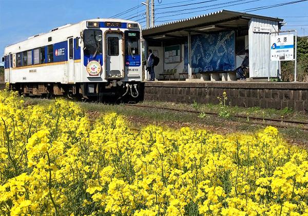松浦鉄道ローカル列車で訪ねる菜の花駅と藤ノ尾梅園と佐賀牛vs伊万里牛100g食べ比べの宴1