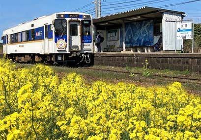 松浦鉄道ローカル列車で訪ねる菜の花駅と藤ノ尾梅園と佐賀牛vs伊万里牛100g食べ比べの宴