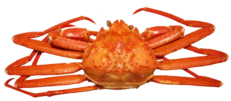 蟹かにカーニバル！本ずわい蟹＆紅ずわい蟹食べ放題！と白亜の教育殿堂「豊郷小学校旧校舎群」＆「多賀大社」【三日市・河内長野・富田林・藤井寺発】2