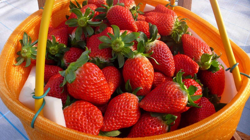 【大宮・南越谷発】＜WEB限定企画＞甘党歓喜！チョコレートファウンテン付き8種いちご狩り食べ放題 幻想的なよみうりランドのジュエルミネーション　日帰り3