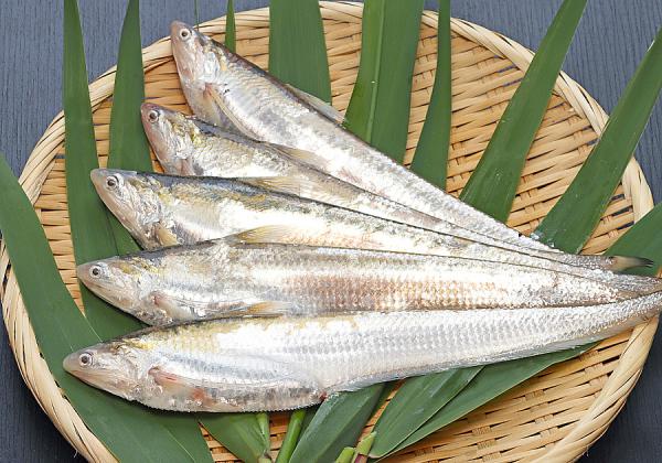 【福岡県助成金付】明治創業の大川百五十年料亭で食す幻の魚えつ会席フルコースの宴2