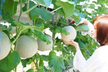 【八日市駅・彦根駅・米原駅発】蒲郡メロン狩り　日帰り1