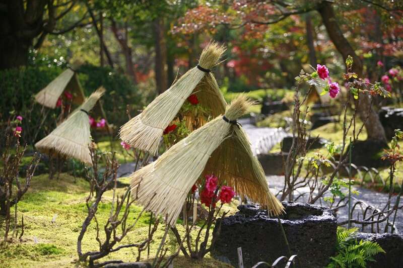 【愛媛県内発】 新春！出雲大社と寒牡丹咲く由志園・とっとり花回廊フラワーイルミネーション ２日間2