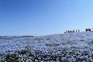 【茨城の自然＆グルメを満喫！/千葉・津田沼・松戸発】ひたち海浜公園「５３０万本のネモフィラの丘」＆約２６万本のチューリップや菜の花もお楽しみ！グルメな日帰り２食付き１０,９９０円！