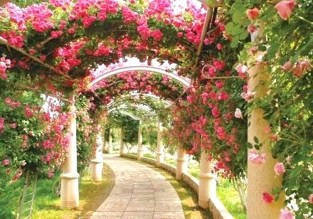 ＜Web割対象商品＞【キングツアーバス旅】山梨ハイジの村・バラの回廊＆「佐藤錦」さくらんぼ狩り 大人気！桔梗信玄餅詰め放題〔調布・府中発〕1