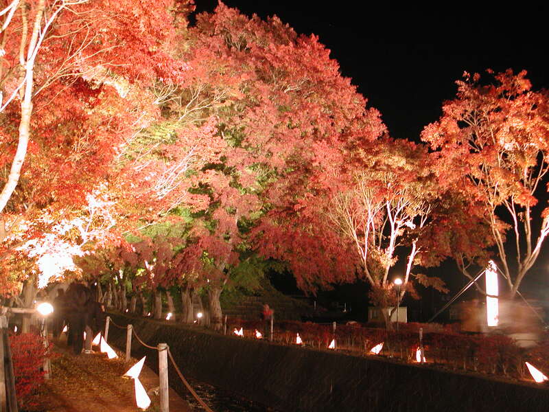 【山形県内発】 富士河口湖紅葉まつり「もみじ回廊ライトアップ」と 紅葉に染まる箱根ガラスの森美術館「クリスタル・ガラス 光の回廊」（2日間）2