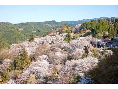 【名古屋発】日本屈指の桜の名所！世界遺産 吉野山千本桜2