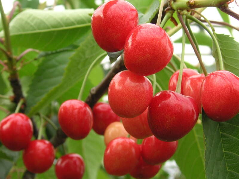【呉庁舎発】果実の宝石さくらんぼ狩りと初夏を彩る約1万株のあじさい～芸備線ローカル列車の旅～　日帰り1