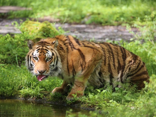 【名古屋発】動物ふれあい体験！富士サファリパーク　ジャングルバスからライオンにエサをあげよう2