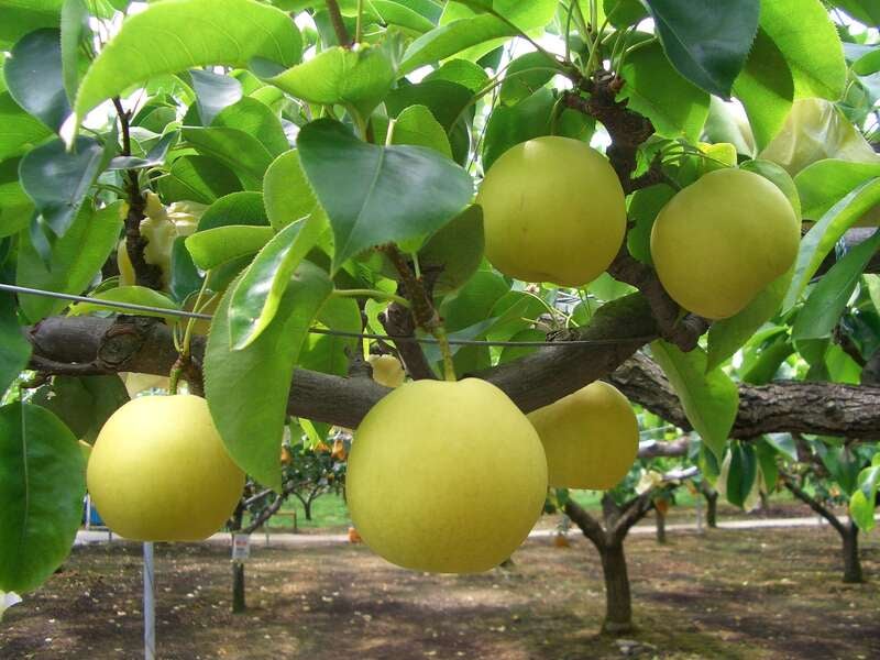 【新大阪発】 【わいず倶楽部クリーン隊】 鳥取砂丘 除草ボランティアツアー　日帰り3