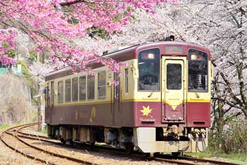 【お花見ローカル線🚞＆桜・菜の花・チューリップの競演🌷/新宿・池袋発】桜のトンネル「わたらせ渓谷鐵道」と「赤城南面千本桜🌸」1