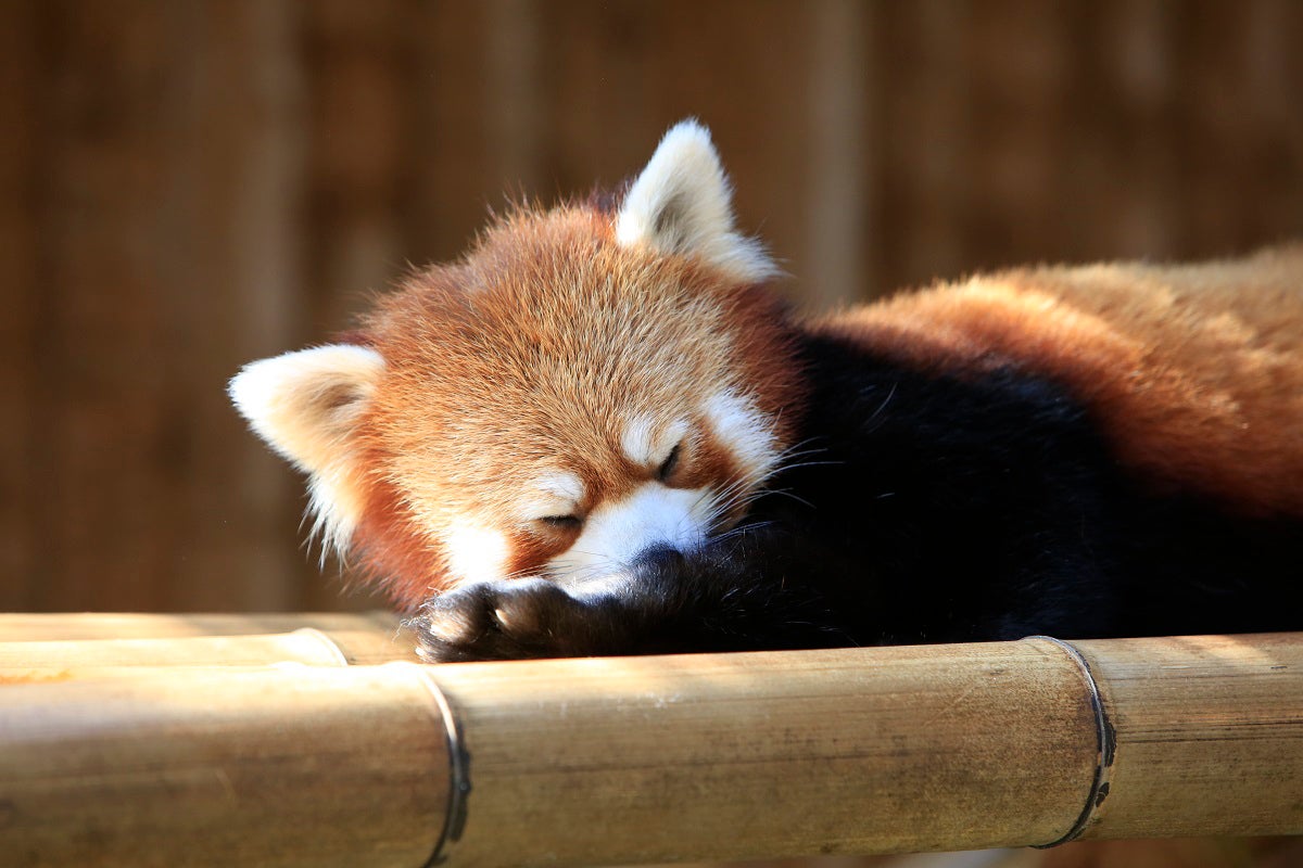 【東京駅・上野駅・大宮駅発】 往復新幹線利用！1,200円分金券付！春休み！那須どうぶつ王国！ 往復ロープウェイ利用！雪解けの百名山！茶臼岳 標高1,900ｍに広がる銀世界と春の訪れ2