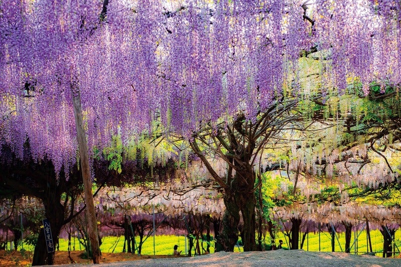 【ＪＲ和歌山駅発】 九州横断ハイライトと名湯 別府・阿蘇内牧温泉宿泊、湯布院・高千穂・熊本城・阿蘇草千里　３日間3