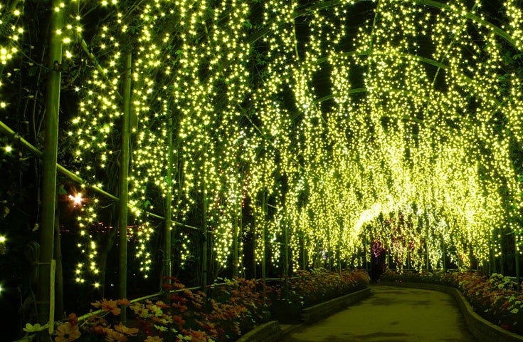 【横浜発】≪VIP花三昧≫一面、青の絨毯！ひたち海浜公園で絶景「ネモフィラ」鑑賞&あしかがフラワーパークでライトアップされた大藤棚もご堪能！＜入園料込み！＞3