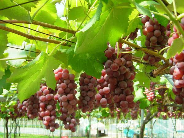【東室蘭～苫小牧発】 仁木の休日！旬のフルーツ狩り食べ放題ときのこの王国 そして小樽散策1