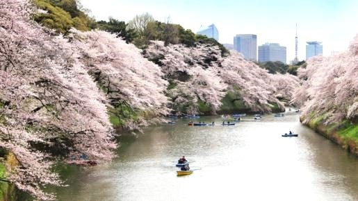 ＜Web割対象商品＞【キングツアーバス旅】千鳥ヶ淵＆小石川後楽園＆六義園　東京さくら名所♪＆東洋文庫　海鮮バイキング 生本マグロ・本ズワイガニ食べ放題〔多摩センター・府中・調布発〕2