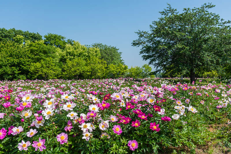【千葉県内※銚子・茂原発着ルートを除く発】 茨城県助成金適用！世界最大級のピオニーガーデン「つくば牡丹園」＆「土浦魚市場食堂」まぐろ食べ放題＆日本初の本格ワイン醸造所「牛久シャトー」　日帰り2