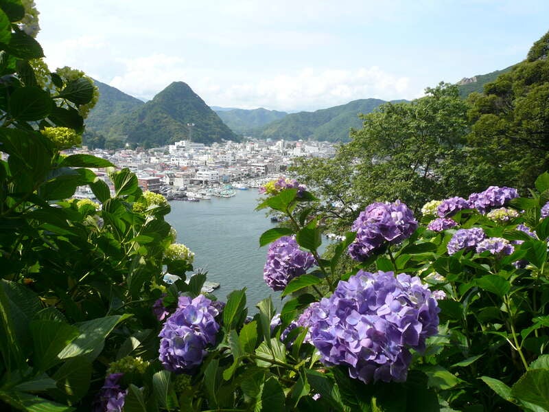 【大宮・池袋・新宿・渋谷・武蔵小杉・横浜発】 直通特急「下田あじさい祭号」で行く！下田フリータイム 　日帰り2