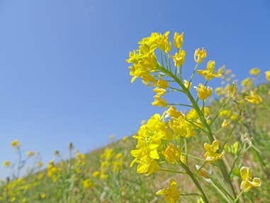 『華やかな「河津桜」・伊豆大島の「椿」花めぐり 伊東温泉「界 アンジン」と温泉付客室の宿で寛ぐ 3日間』【東京・新宿出発】<四季の華>