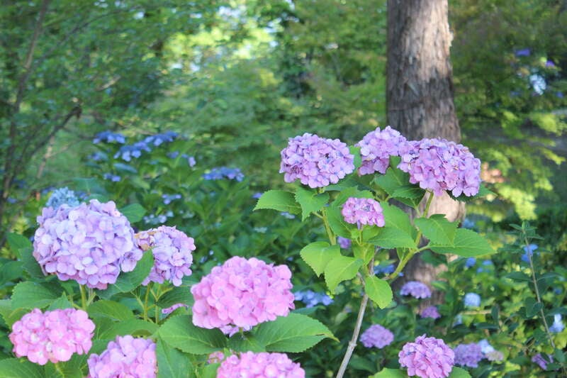 【防府・新山口発】山王寺風鈴祭りと紫陽花咲く福智山ろく花公園 日帰り2