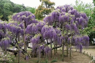 あしかがフラワーパークの大藤と館林つつじバスツアー
～鶴生田川のこいのぼりの里まつりも！～2