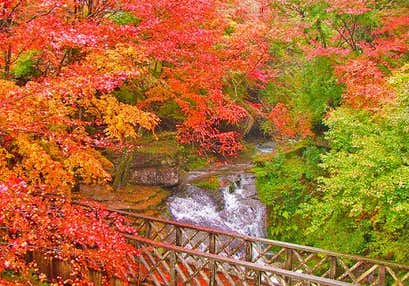 王林りんご2個と柿3個お土産付♫ 錦秋の山中渓谷紅葉さんぽと長田の大イチョウと松茸 うなぎ 柳川和牛 贅沢味覚の三饗宴