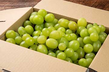 【さいたま新都心発】いま大人気の高級果実シャインマスカット狩り食べ放題とさらになんとシャインマスカット１箱（約１キロ）お持ち帰り！2