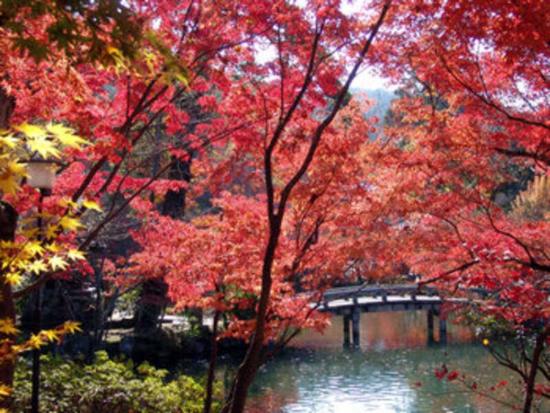 【奈良県内発】 【京都紅葉決定版！】約3,000本！もみじの永観堂・実相院「床もみじ」・南禅寺 3つの紅葉名所めぐり　日帰り1