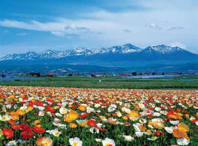 【栃木県内発】 春の北海道ぐるり周遊４日間　阿寒湖・摩周湖・層雲峡・富良野・美瑛・札幌・小樽　～美瑛白金＆阿寒湖温泉・札幌に宿泊～（4・5月限定企画）