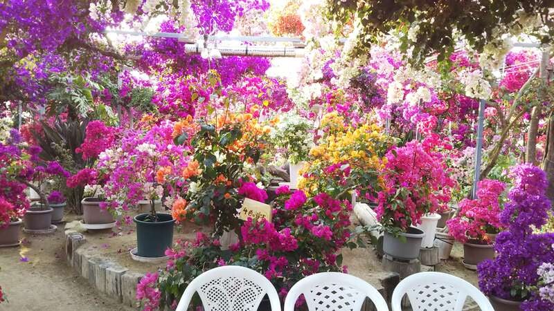 【武雄・江北・牛津・佐賀発】 弊社ツアー初登場の昼食×いちご食べ放題×復活の花園　3つのお楽しみポイントをめぐる新春初旅ミステリーツアー　日帰り2