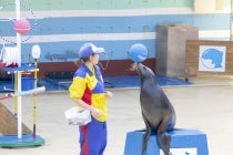 ◎WEB予約でリボンポイント２ポイント◎【豊田発】＊日帰り食事なし＊『イルカ島と鳥羽湾めぐり』3