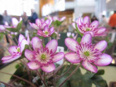 【東京駅・上野駅・大宮駅・高崎駅発】 【旅せよ平日】えちご雪割草を訪ねて 「雪国植物園」「国営越後丘陵公園」と三国街道塩沢宿のひな飾り・ とっておき隠れ家グルメ「大正ロマン迎賓會館　紡希」「国の登録有形文化財　料亭東忠」　２日間