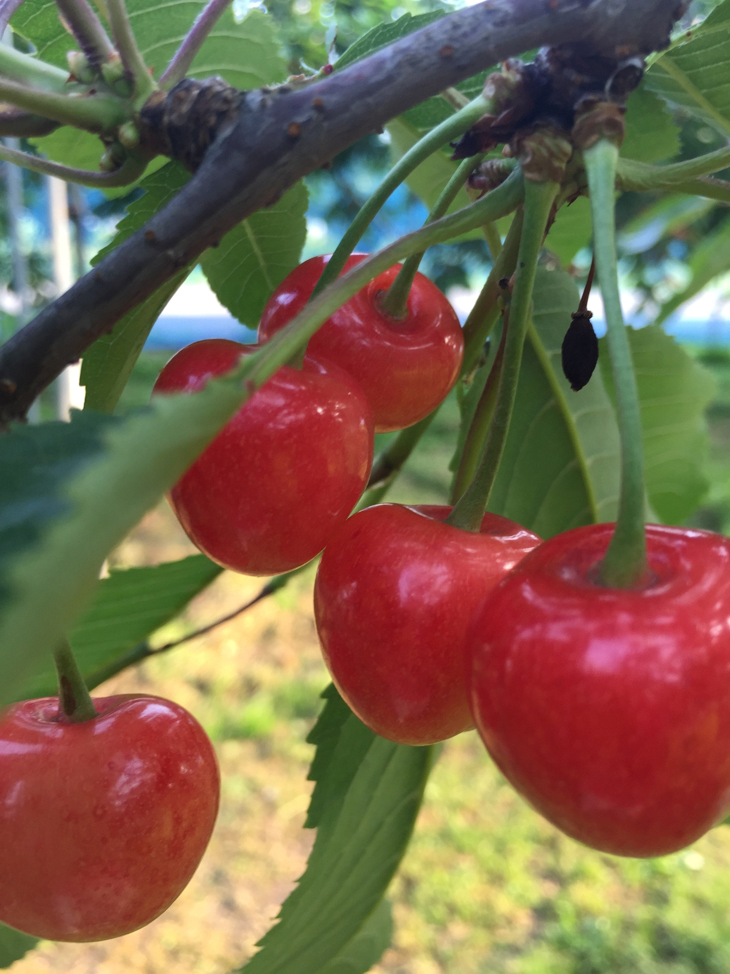 【白河・須賀川・郡山エリア発】 読売旅行東北進出６０周年記念　スイーツ＆銘菓＆地酒もあるよ！山形初物さくらんぼ狩りと期間限定ランチバイキング（日帰り）2