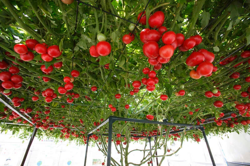 【山形空港発】 花盛りの富良野・美瑛を巡る、七色のお花畑街道（3日間）2