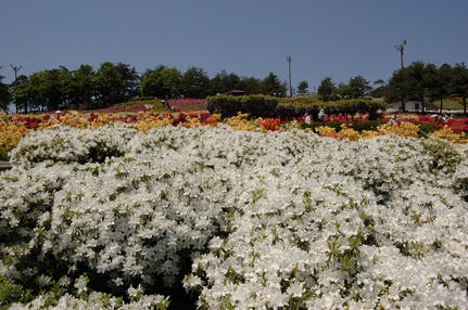 【山形県内発】 YCタイアップツアー　読売日本交響楽団サロンコンサートと寒河江のつつじ