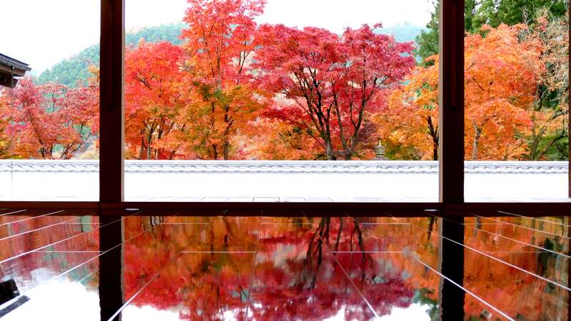 【茨城県内発】 ～秋を映すダブル絶景～ 「宝徳寺」床もみじ特別公開と 鮮やかに色づく紅葉のトンネル「金蔵院」　日帰り1