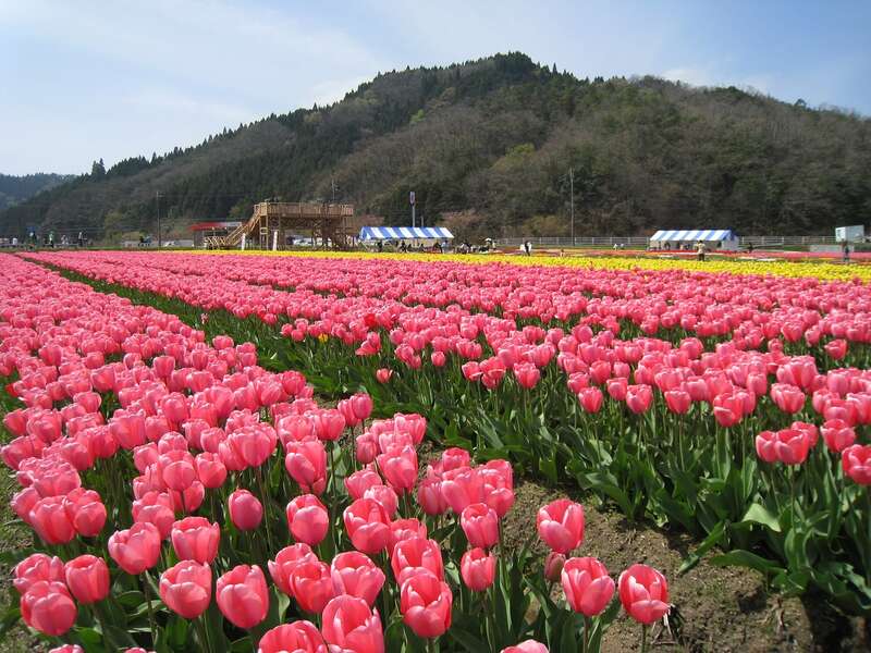 【JR福山駅発】たんとうチューリップ・ヤマサ芝桜の小道と贅沢「但馬牛ランチ」　日帰り1