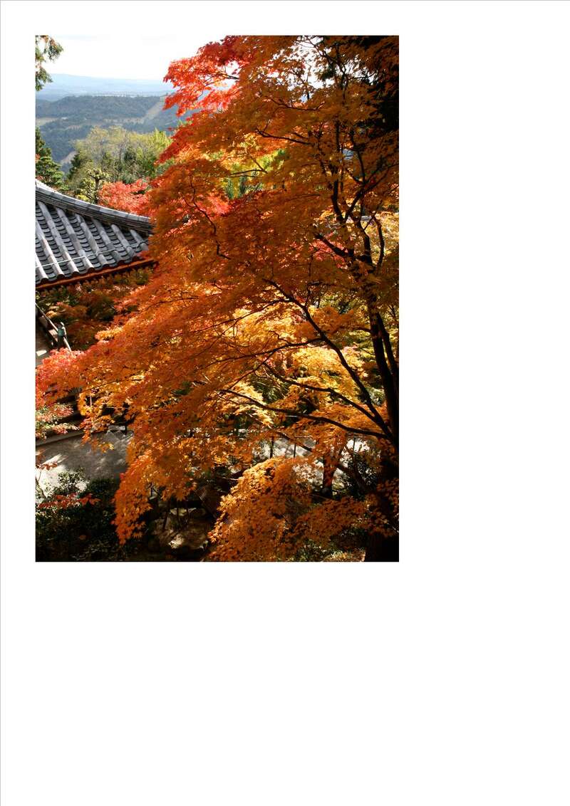 【和歌山県内発】 加東市タイアップツアー！ 紅葉の播州清水寺＆一乗寺とメタセコイヤの並木道　日帰り1